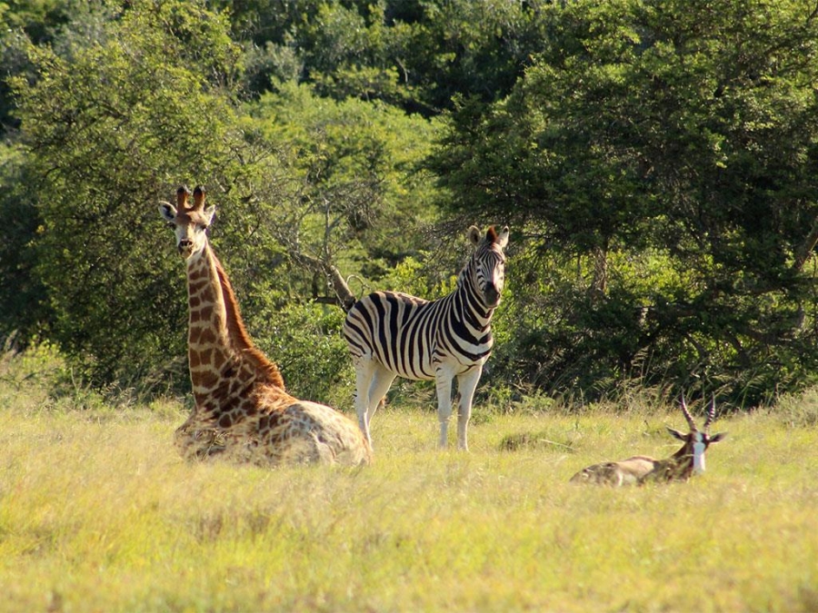 0 Bedroom Property for Sale in Outeniquasbosch Western Cape